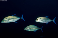 Caranx melampygus (Bluefin Trevally)