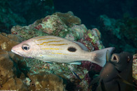 Lutjanus russelii (Russel's Snapper)