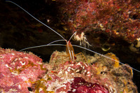 Lysmata amboinensis (White-Banded Cleaner Shrimp)