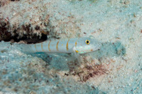 Valenciennea puellaris (Orange-Dashed Goby)