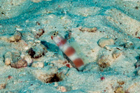 Amblyeleotris aurora (Aurora Shrimpgoby)