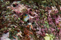Ecsenius midas (Midas Coralblenny)
