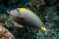 Naso elegans (Elegant Unicornfish)