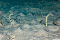 Heteroconger hassi (Spotted Garden Eel)