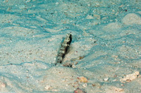 Cryptocentrus fasciatus (Barred Shrimpgoby)