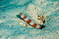 Amblyeleotris aurora (Aurora Shrimpgoby)