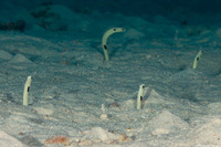 Heteroconger hassi (Spotted Garden Eel)