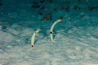 Heteroconger hassi (Spotted Garden Eel)