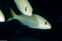 Scolopsis monogramma (Monogram Monocle Bream)