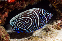 Pomacanthus imperator (Emperor Angelfish)