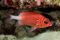 Sargocentron caudimaculatum (Tailspot Squirrelfish)