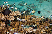 Dascyllus carneus (Indian Dascyllus)