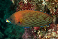 Pseudodax moluccanus (Chiseltooth Wrasse)