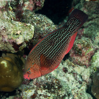 Scarus niger (Dusky Parrotfish)
