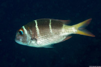 Monotaxis heterodon (Redfin Bream)