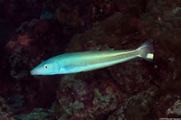 Malacanthus latovittatus (Blue Blanquillo)