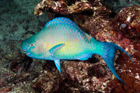 Scarus ghobban (Bluebarred Parrotfish)