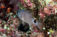 Nectamia savayensis (Samoan Cardinalfish)