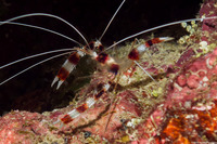 Stenopus hispidus (Banded Coral Shrimp)