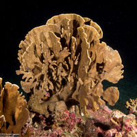 Millepora sp.2 (Plate Fire Coral)