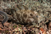 Siganus stellatus (Honeycomb Rabbitfish)