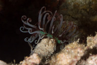 Cerianthus sp.1 (Tube-Dwelling Anemone)