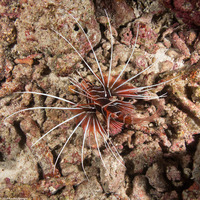 Pterois radiata (Clearfin Lionfish)