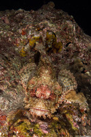 Scorpaenopsis oxycephala (Tasseled Scorpionfish)