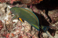 Acanthurus lineatus (Striped Surgeonfish)