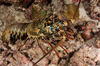 Panulirus penicillatus (Pronghorn Spiny Lobster)