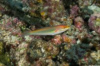 Stethojulis interrupta (Cutribbon Wrasse)