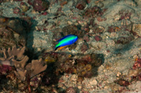 Pomacentrus alleni (Andaman Damsel)