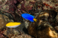 Pomacentrus similis (Similar Damsel)