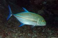 Caranx melampygus (Bluefin Trevally)