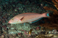 Hologymnosus doliatus (Pastel Ring Wrasse)
