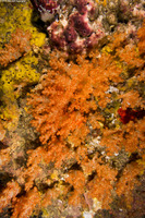 Dendronephthya sp.1 (Dendronephthya)