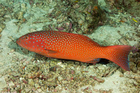 Plectropomus leopardus (Leopard Coral Grouper)