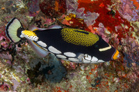 Balistoides conspicillum (Clown Triggerfish)