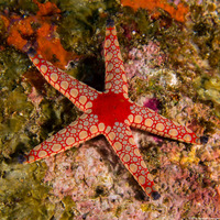 Fromia monilis (Peppermint Sea Star)