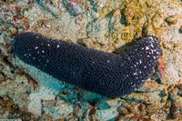 Actinopyga caerulea (Blue Sea Cucumber)