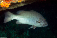 Lutjanus argentimaculatus (Mangrove Snapper)