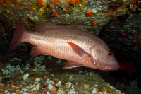 Lutjanus argentimaculatus (Mangrove Snapper)