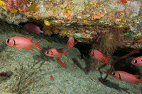 Myripristis berndti (Bigscale Soldierfish)