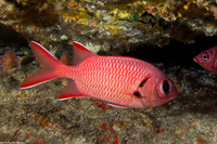 Myripristis berndti (Bigscale Soldierfish)