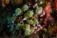 Atriolum robustum (Robust Sea Squirt)