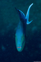 Odonus niger (Redtooth Triggerfish)