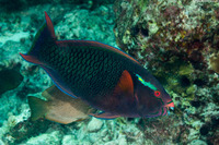 Scarus niger (Dusky Parrotfish)