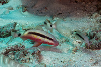 Parupeneus macronemus (Longbarbel Goatfish)