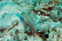 Parapercis hexophtalma (Speckled Sandperch)
