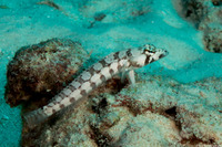 Parapercis tetracantha (Reticulated Sandperch)